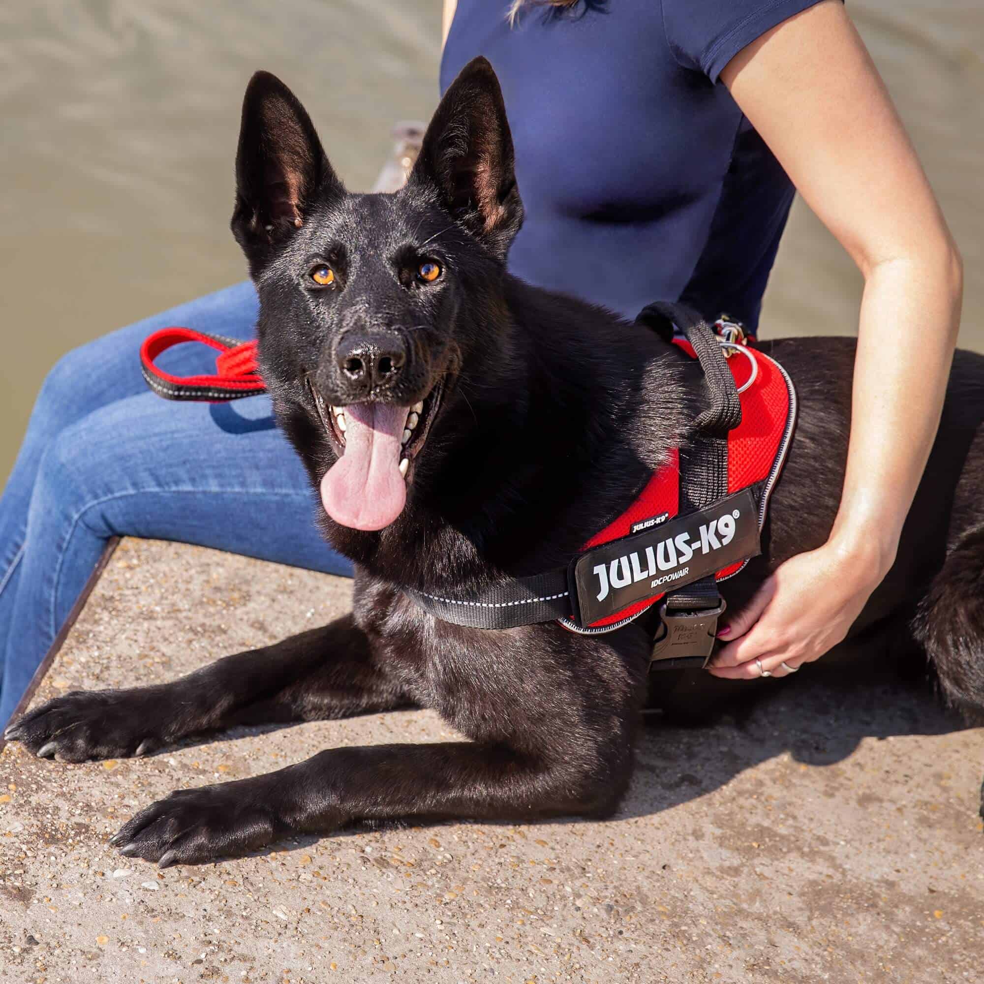 Julius k9 harness hot sale for german shepherd