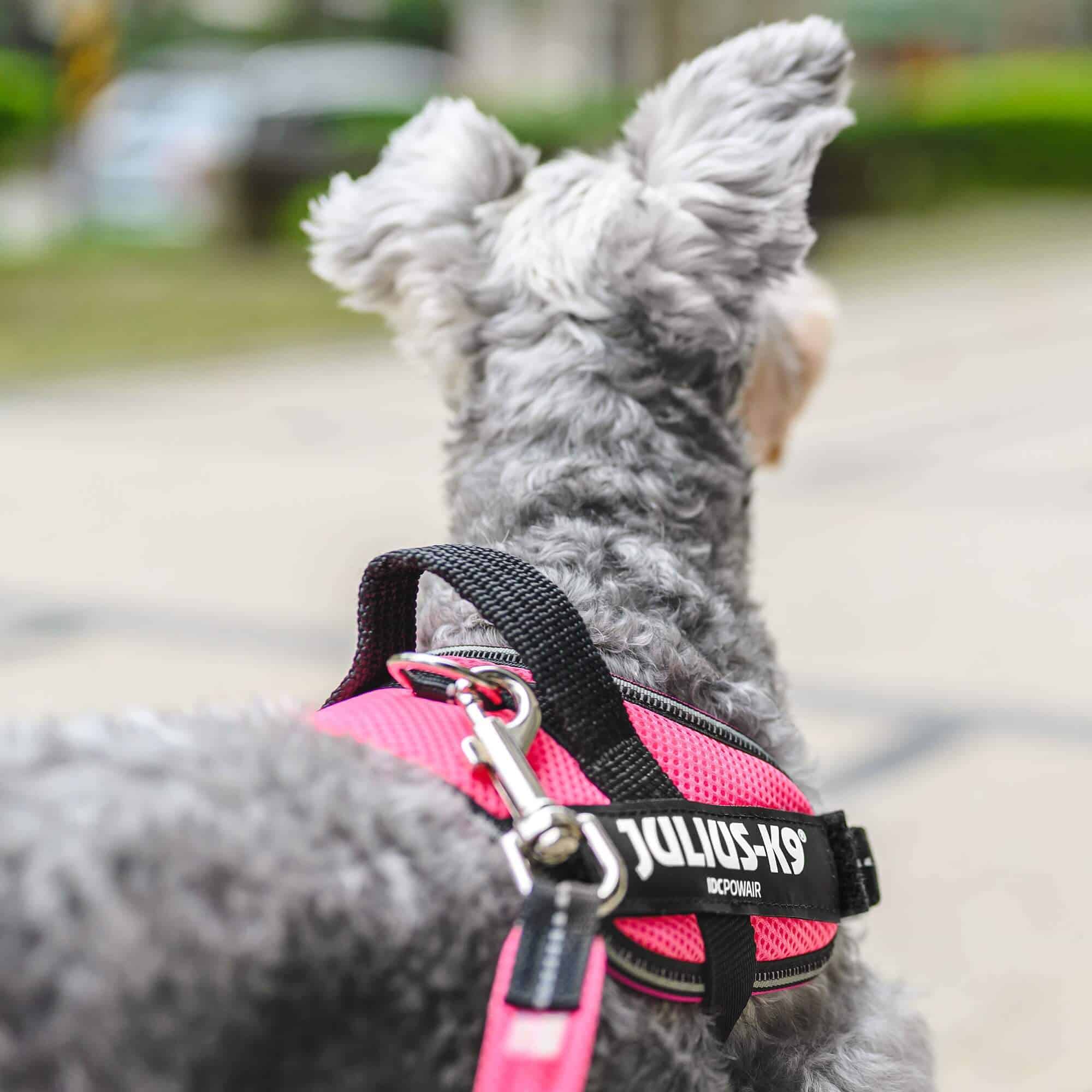 Julius k9 Idc Powair Harness Extremely Light Durable Petshop