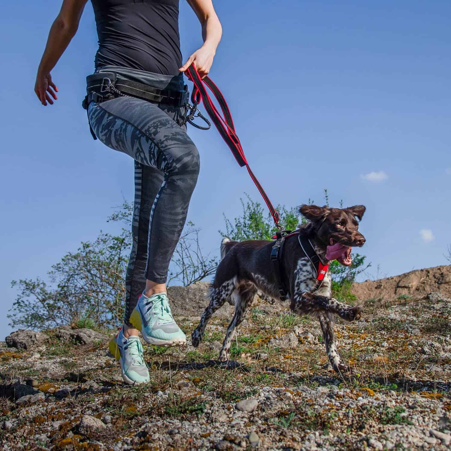 Jogging harness for clearance dogs