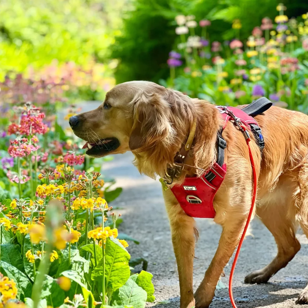 dog exercise