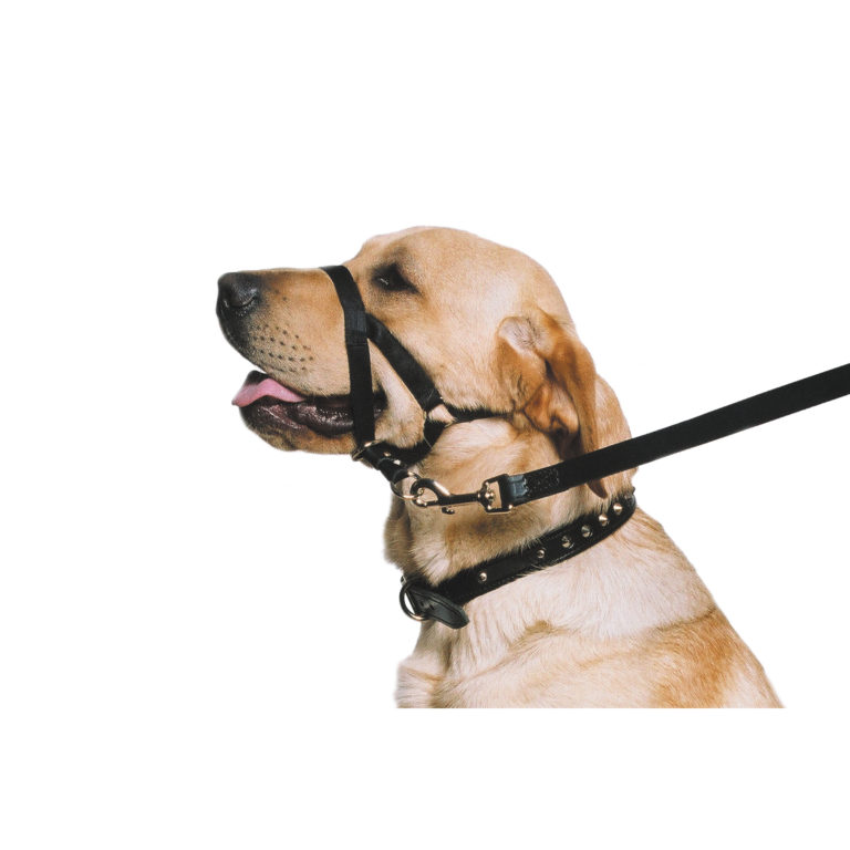 Head Halter for Dogs That Pull