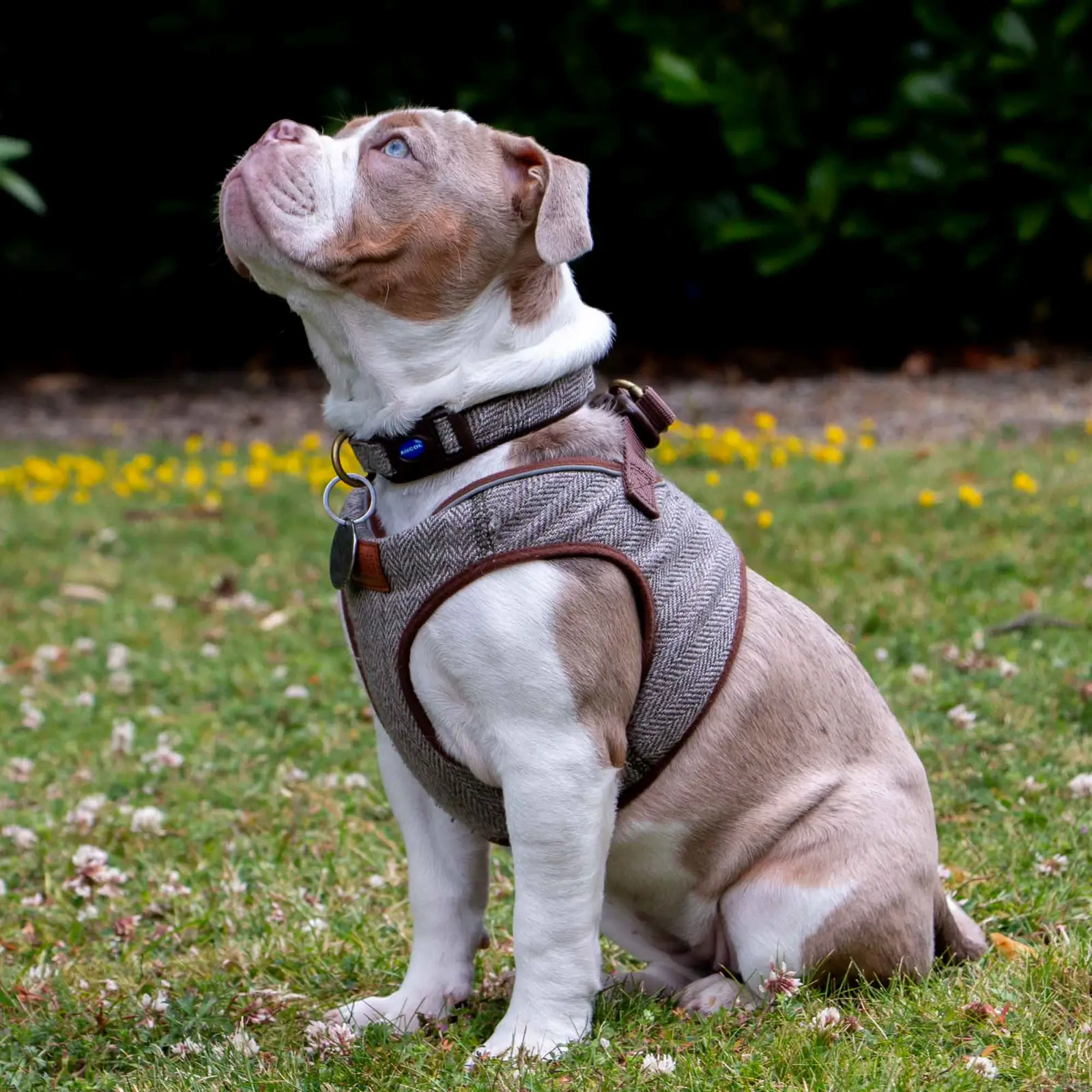 323800-2 ancol heritage dog collar