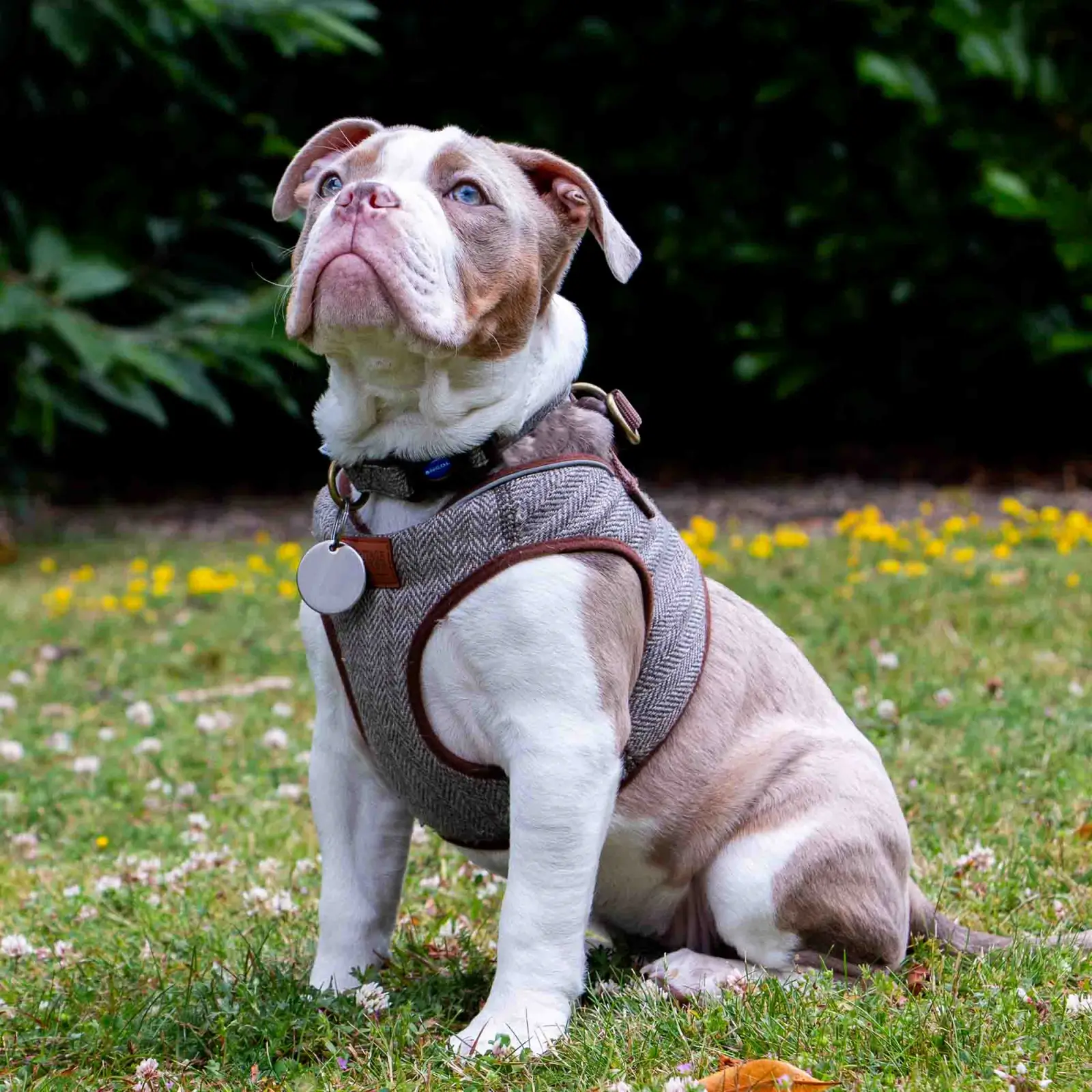 323800-3 ancol heritage dog collar