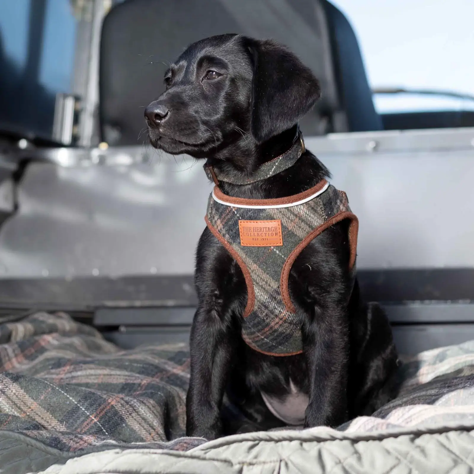 323830-2 ancol heritage dog collar