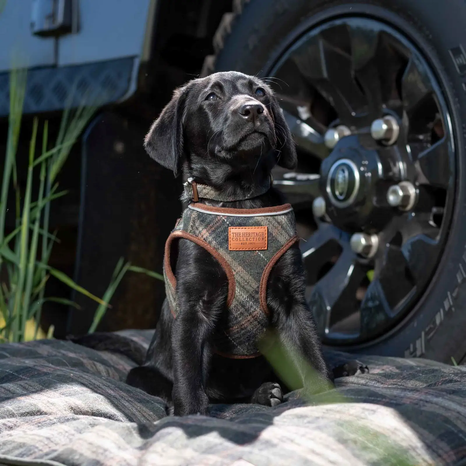 323830-3 ancol heritage dog collar