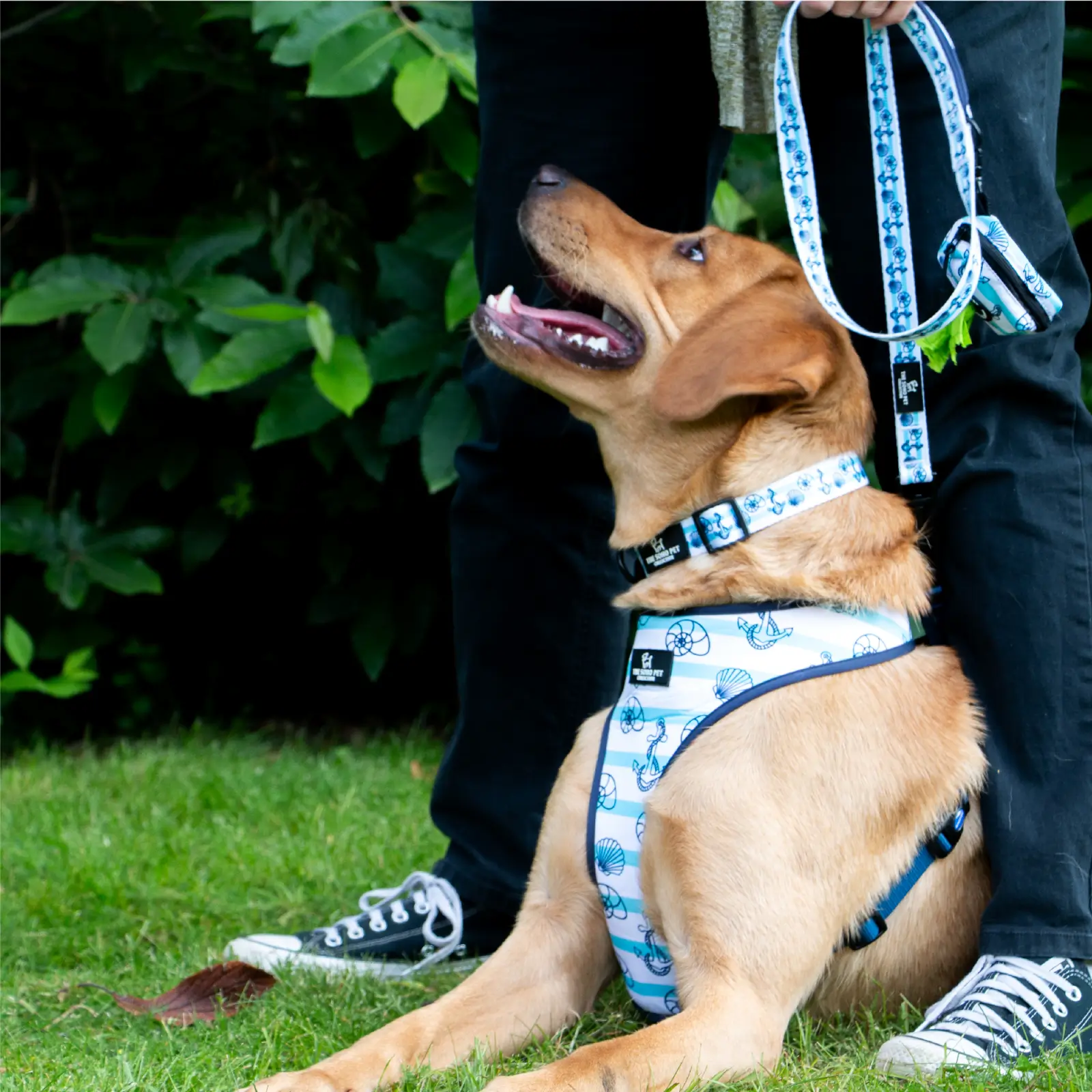 340115-2 ancol dog harness