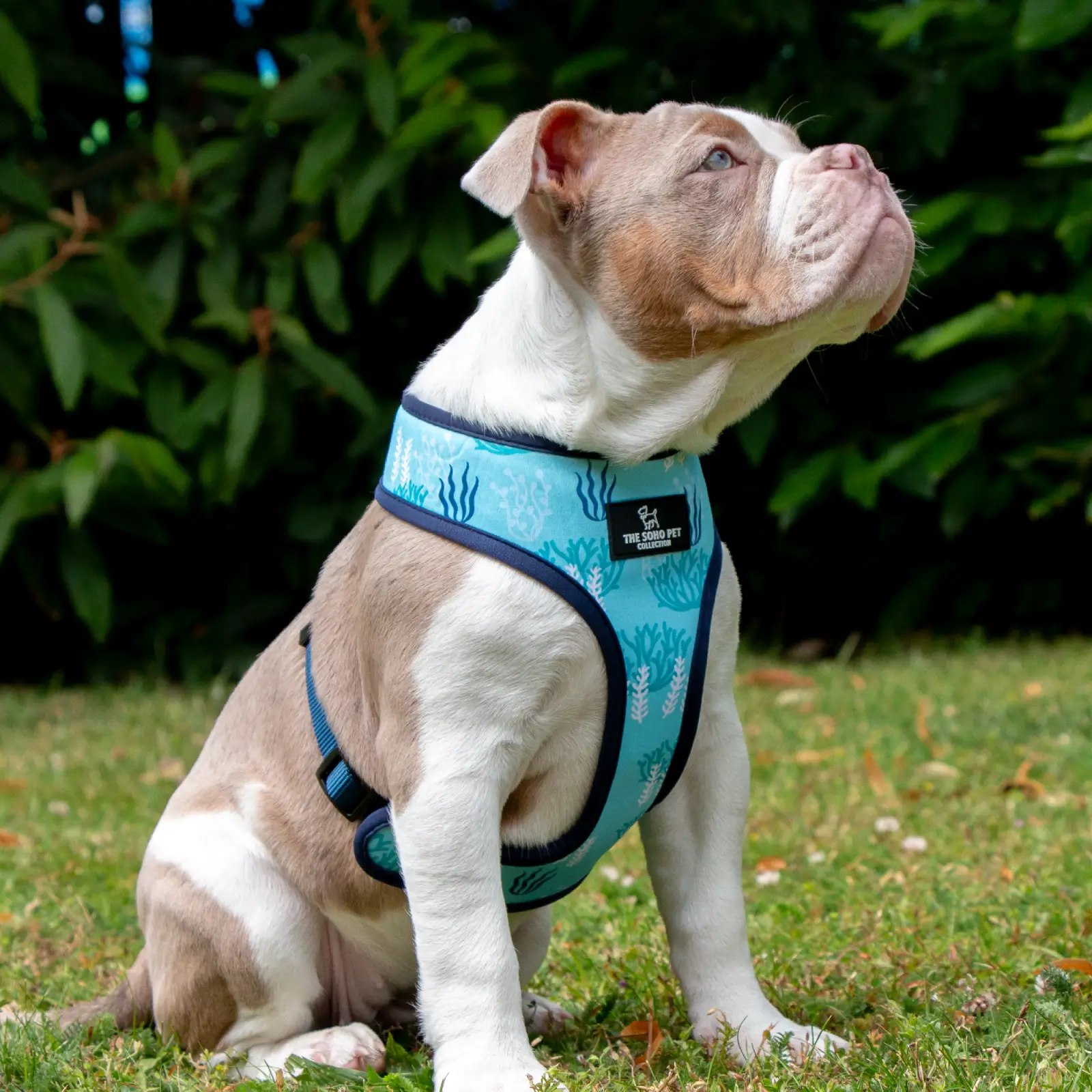 340115-3 ancol dog harness
