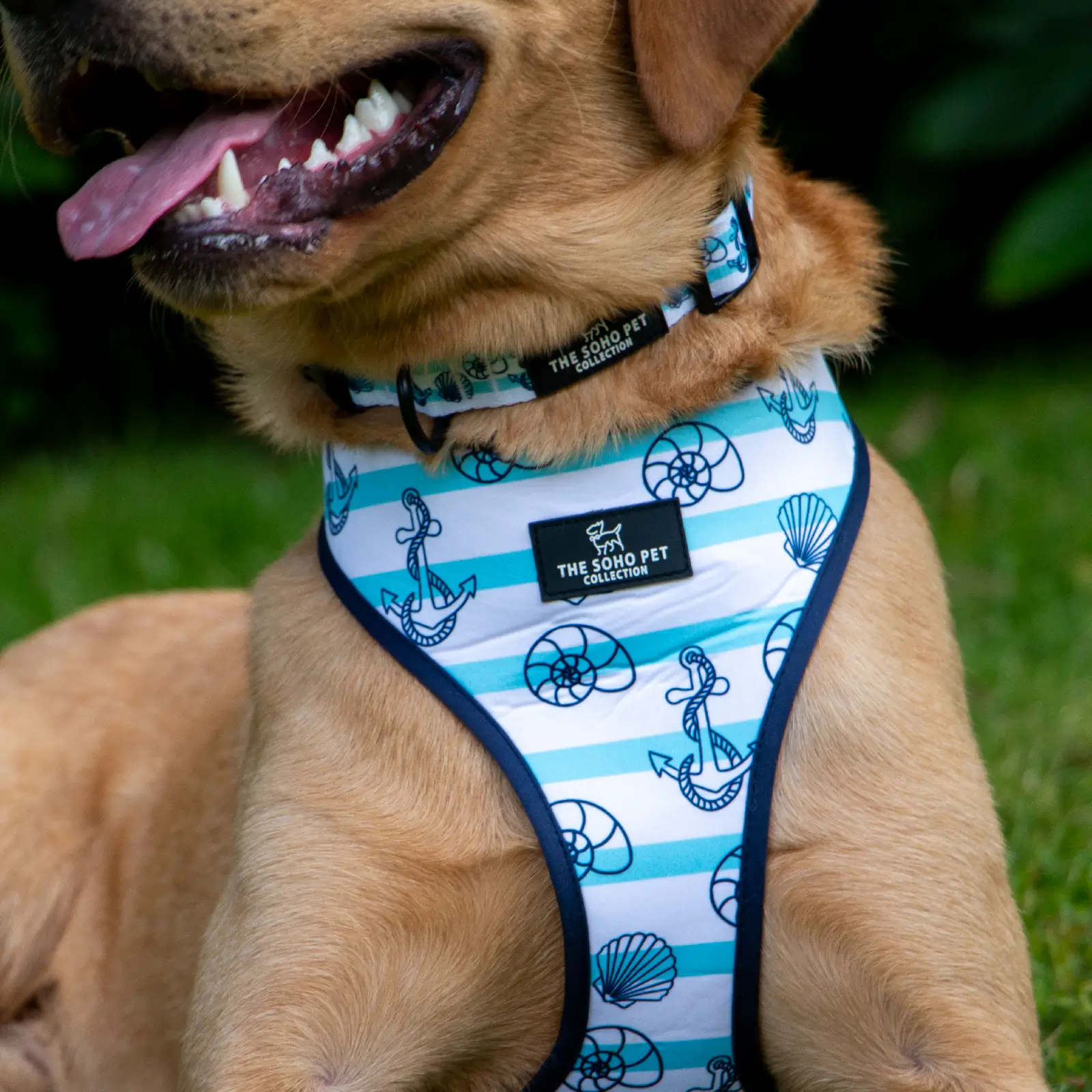 340115-4 ancol dog harness
