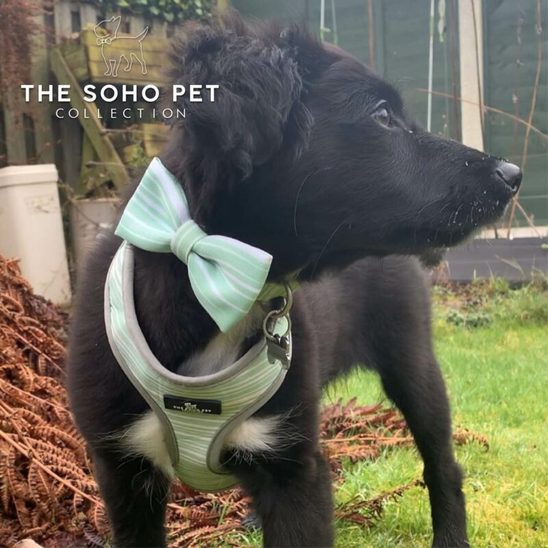 Ancol Dog Harness Soho Pet Collection Reversible Dog Harness