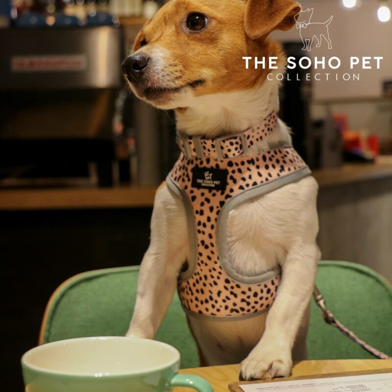 Ancol Dog Harness Soho Pet Collection Reversible Dog Harness