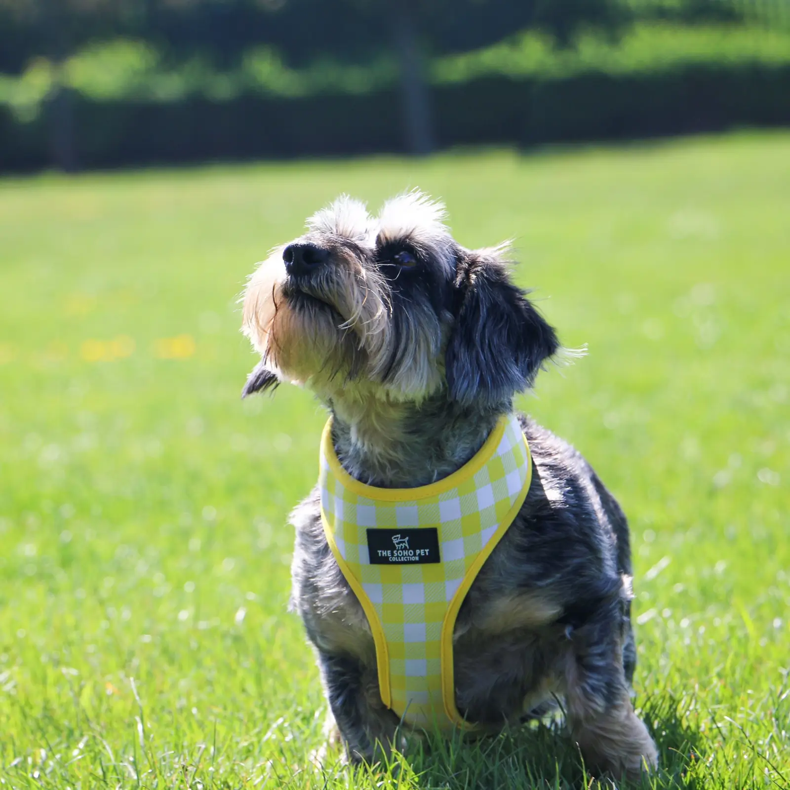 340160-3 ancol dog harness