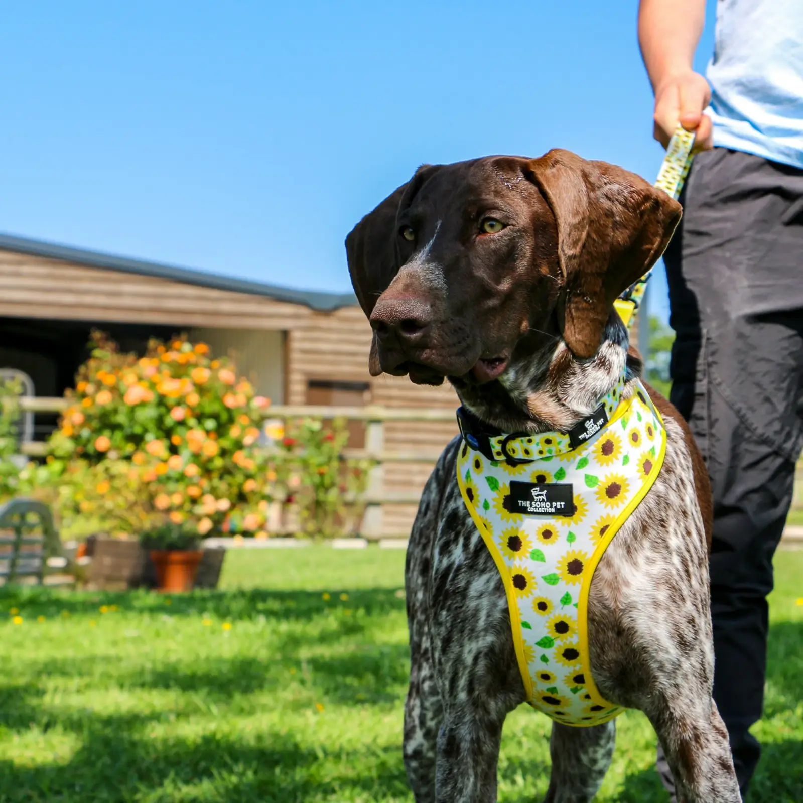 340160-4 ancol dog harness