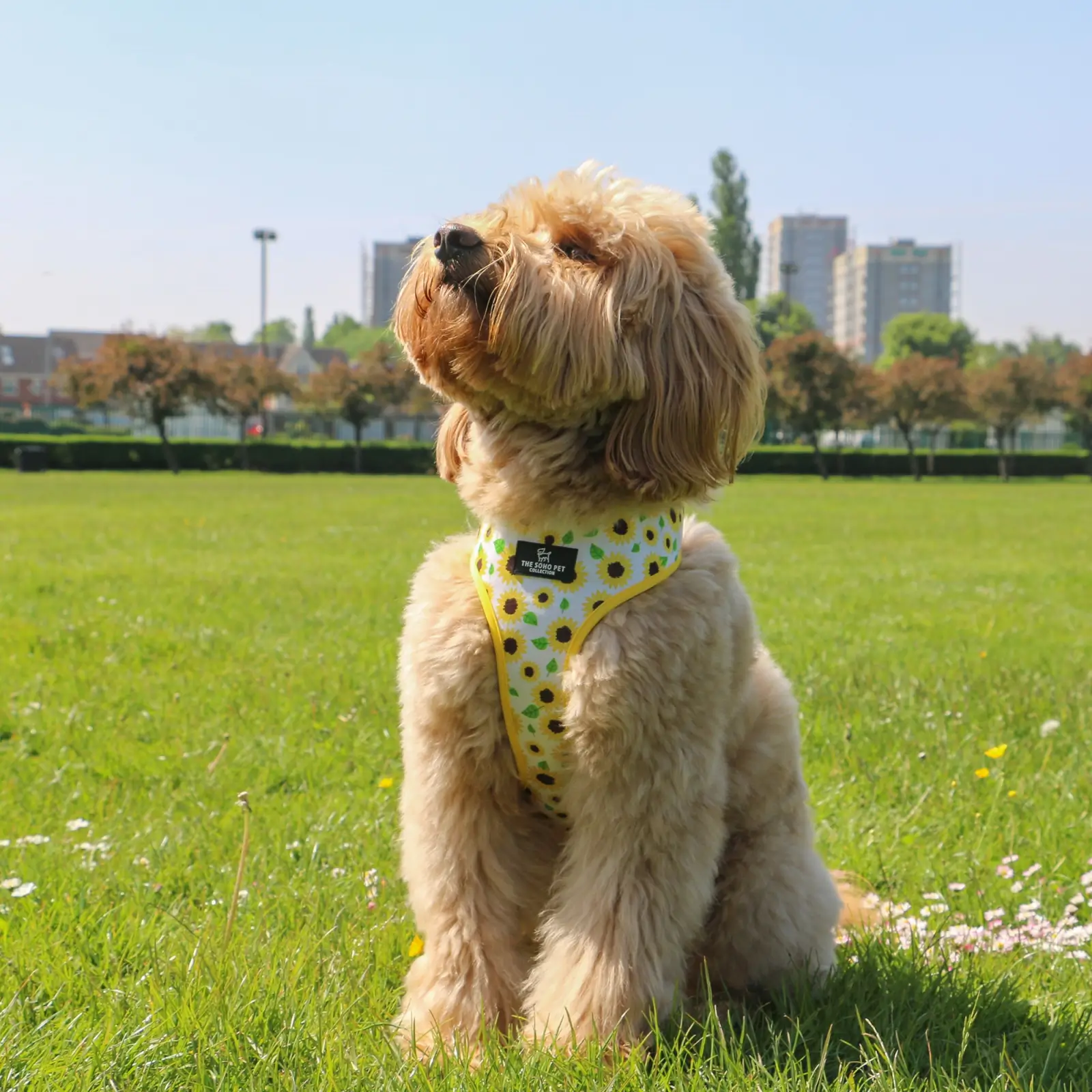 340160-5 ancol dog harness