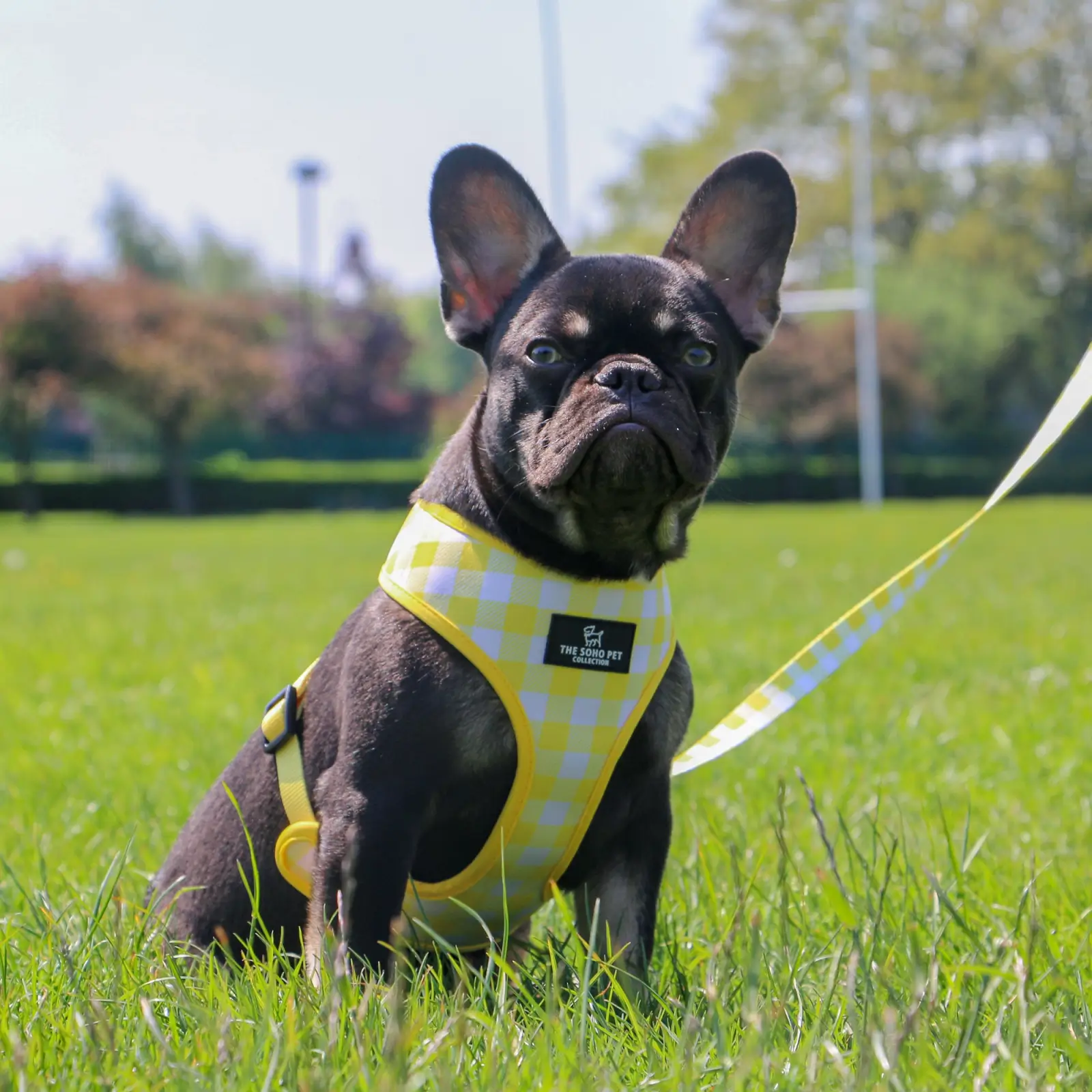 340160-7 ancol dog harness