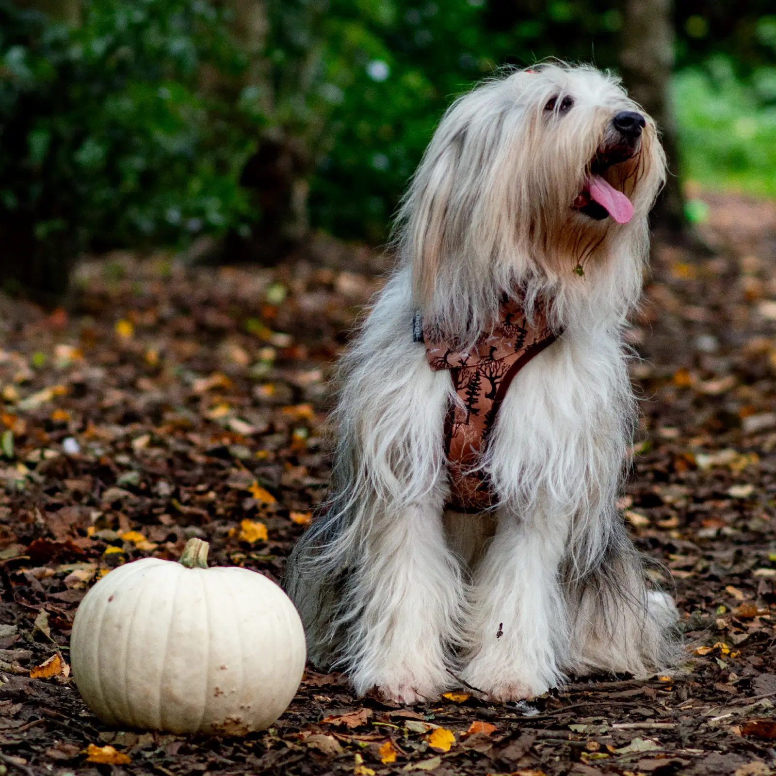 340180-4 ancol dog harness