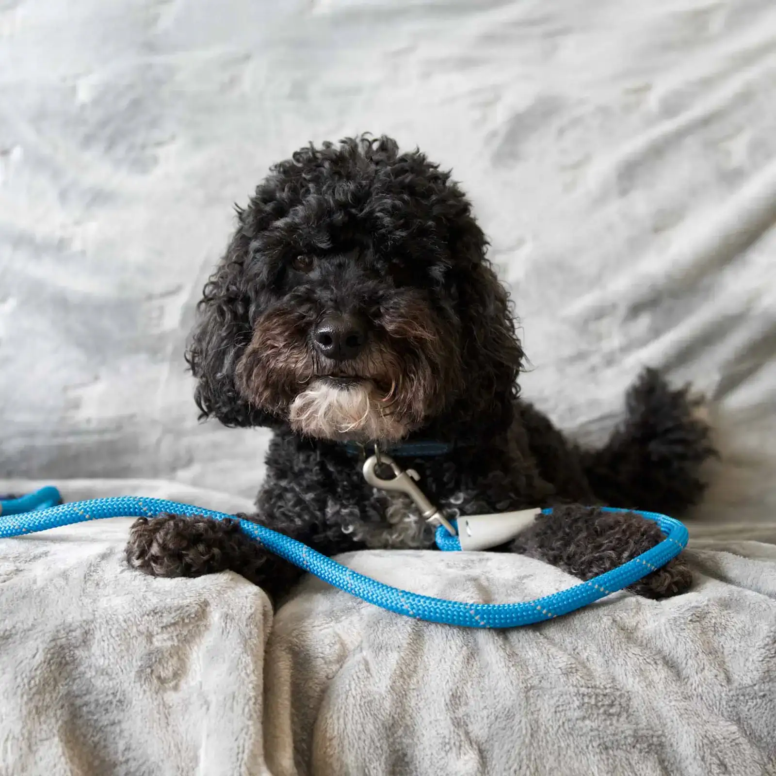 697110-2 reflective dog leads