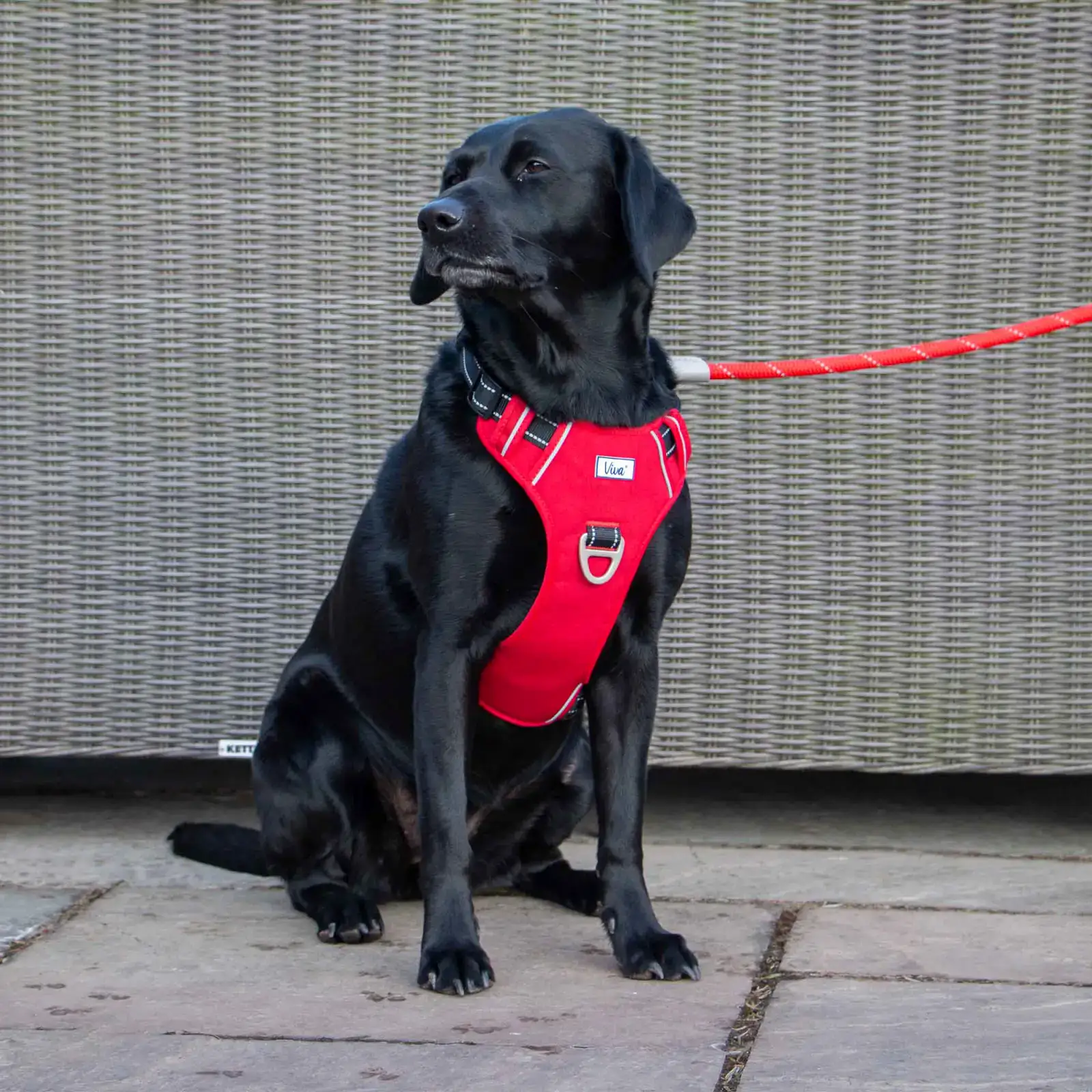 697110-3 reflective dog leads