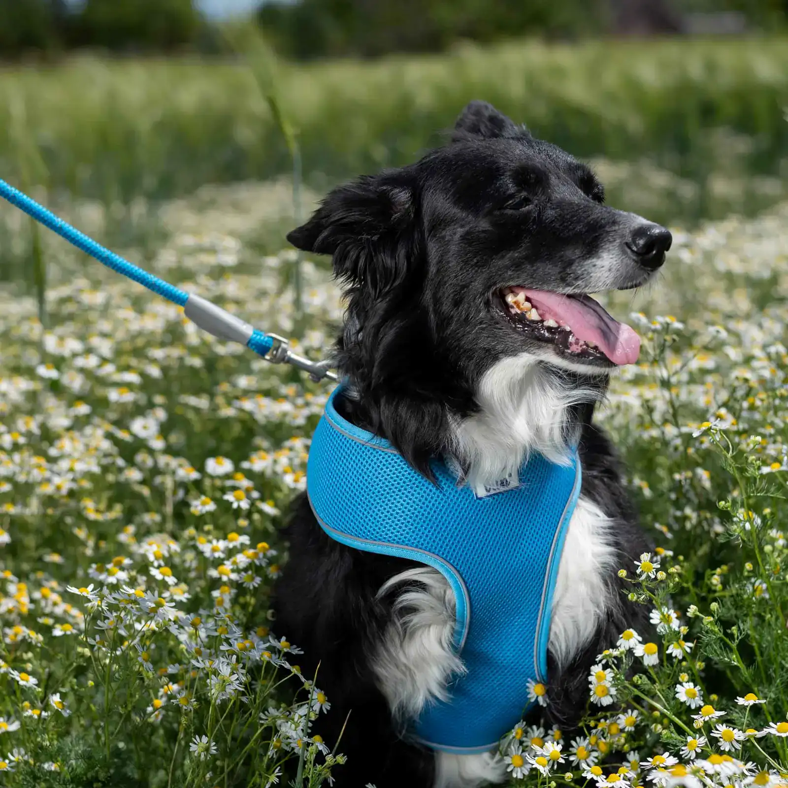 697110-4 reflective dog leads