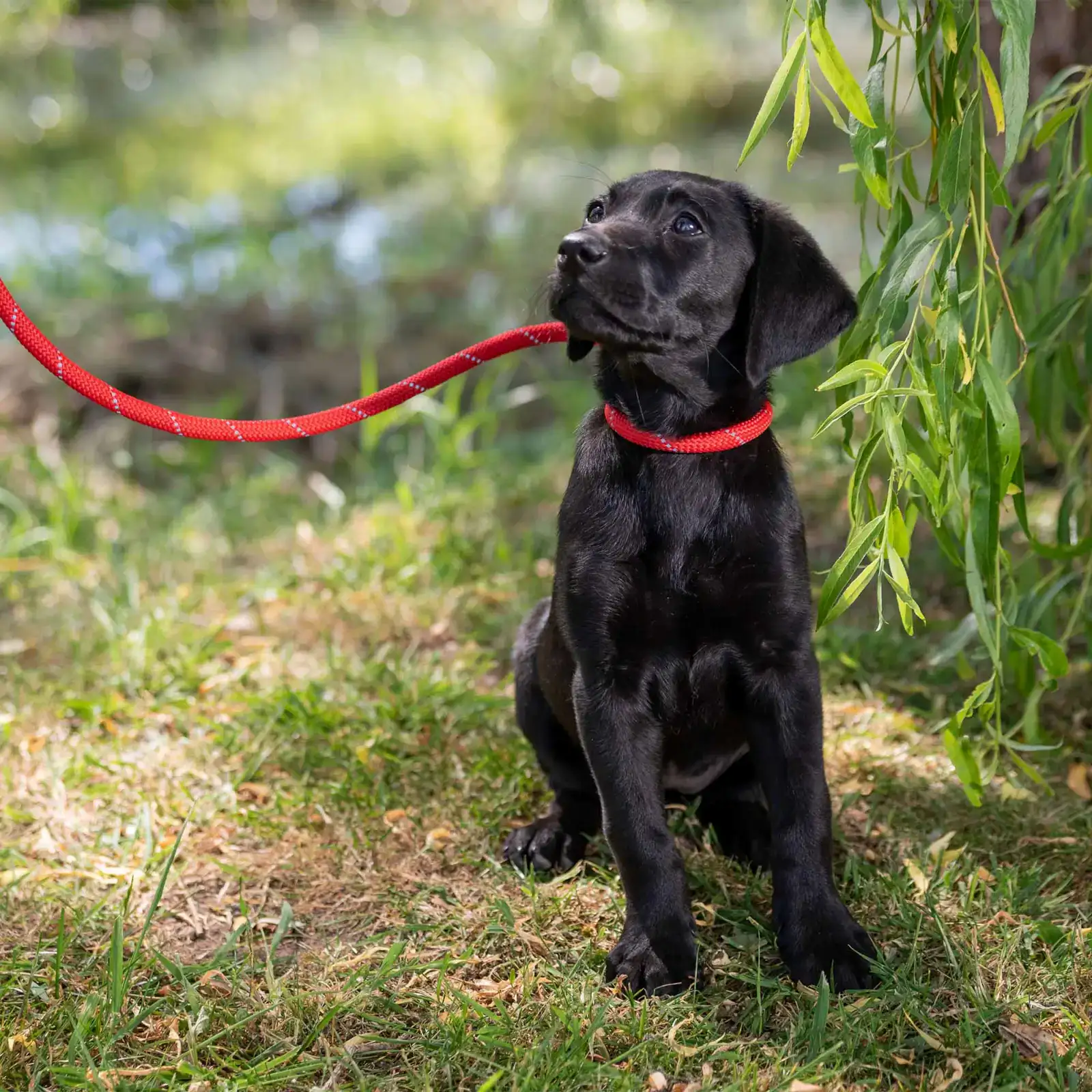697210-2 Ancol Dog Slip Leads