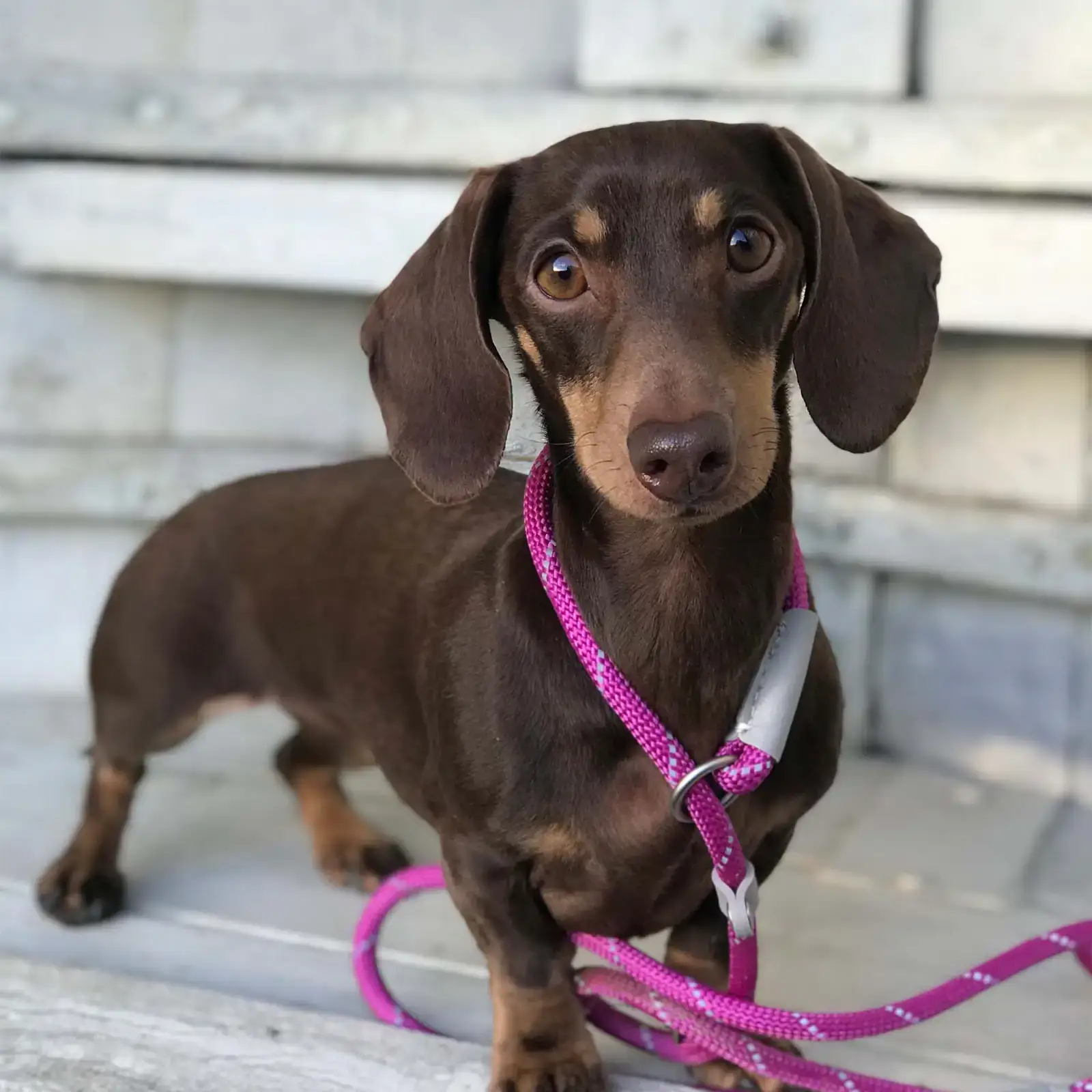 697210-3 Ancol Dog Slip Leads