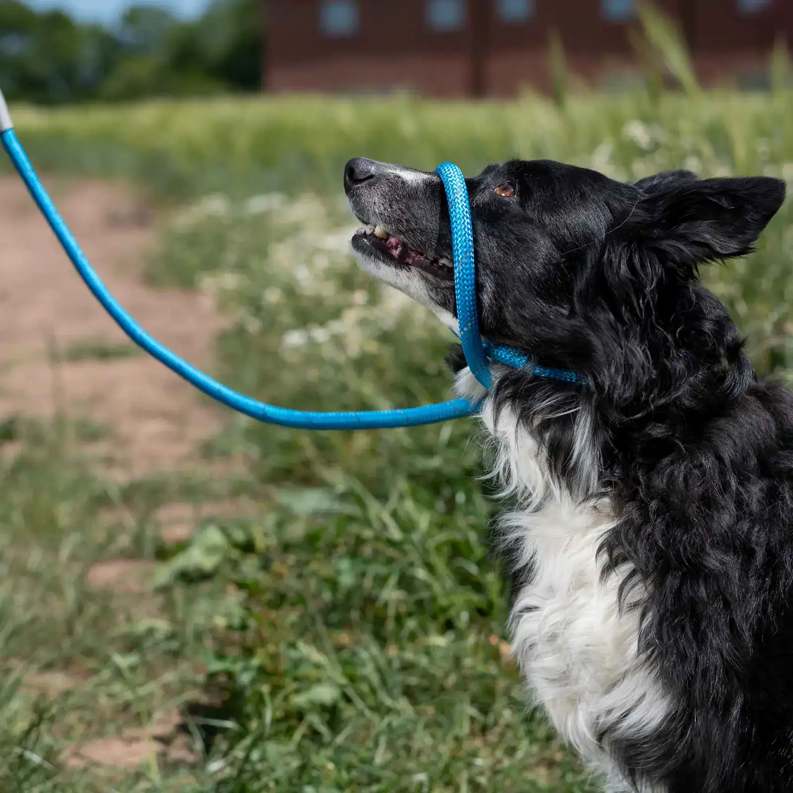 697210-4 Ancol Dog Slip Leads