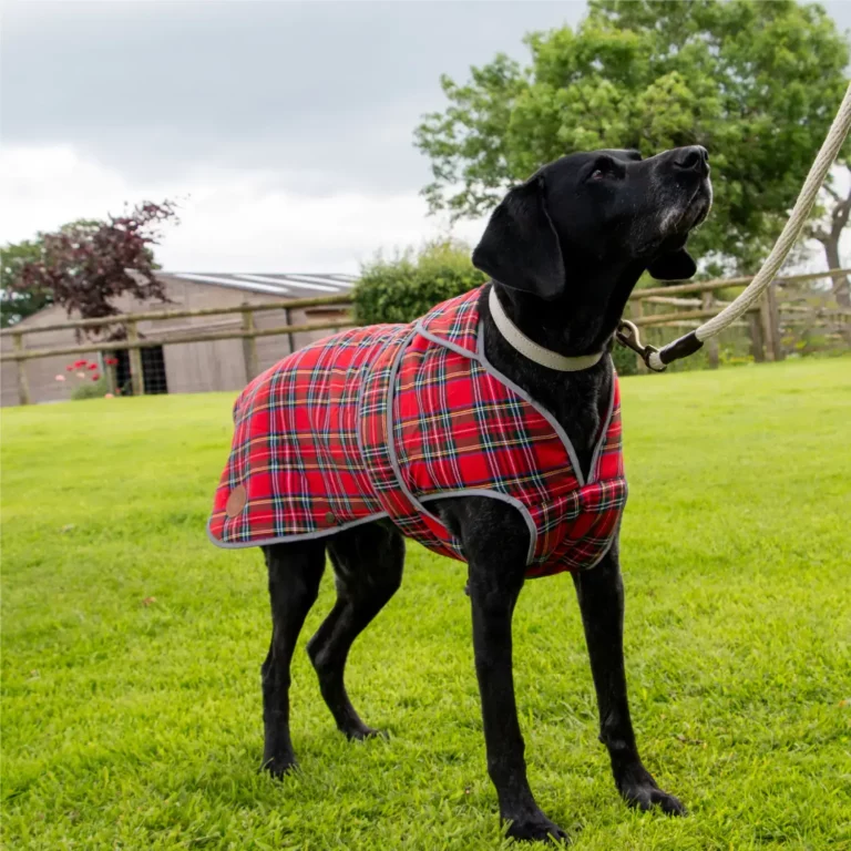 tartan dog coat