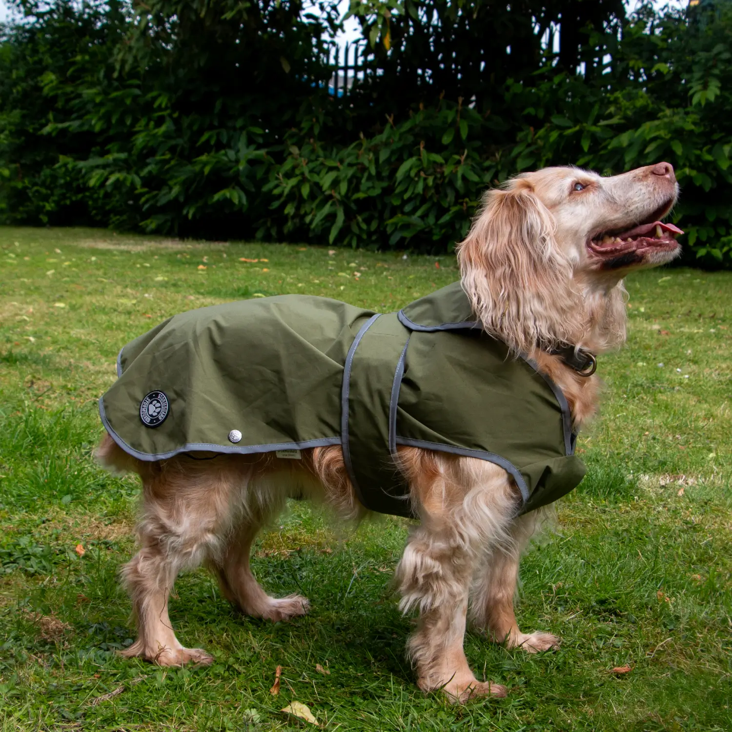 waterproof dog rain coat