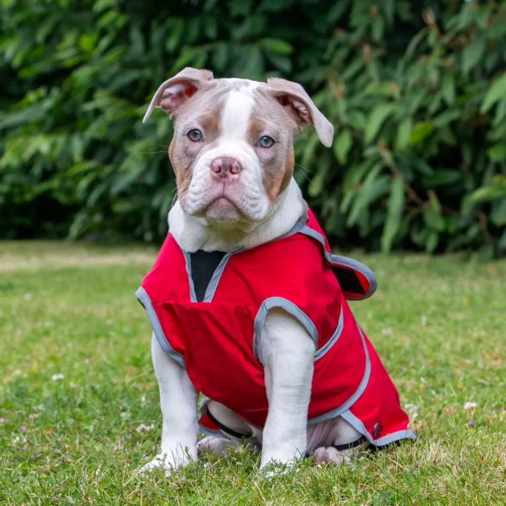 waterproof dog rain coat