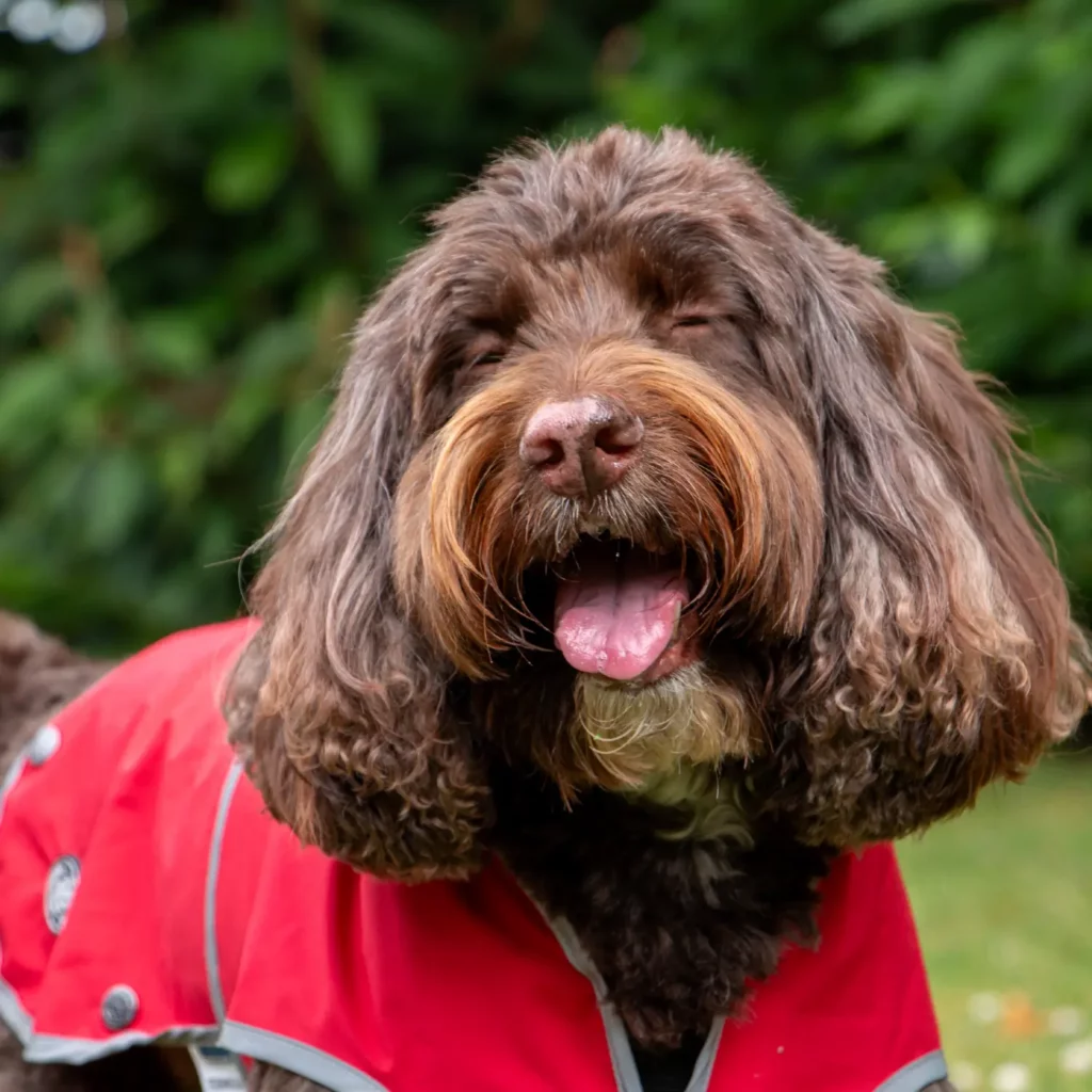 waterproof dog rain coat