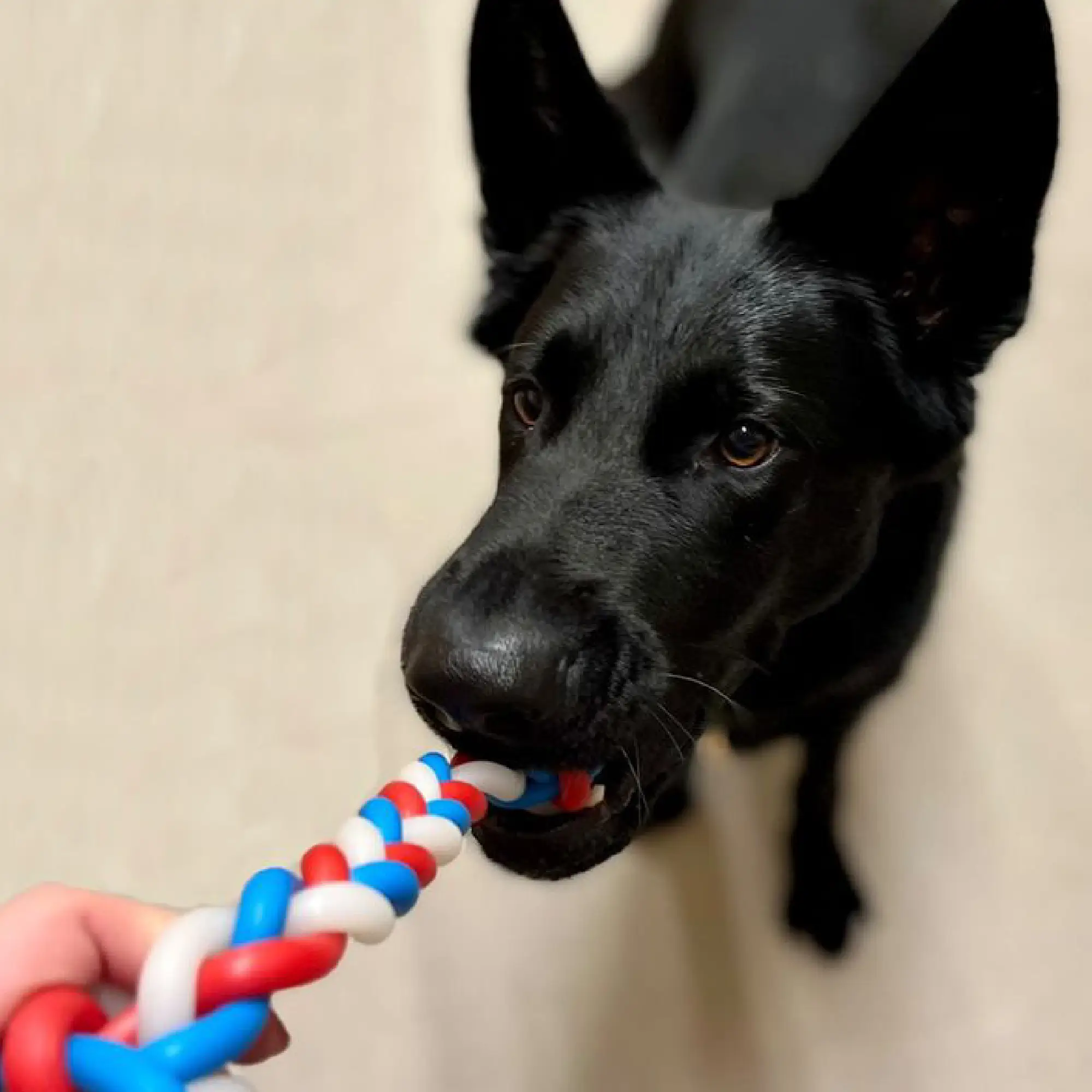 991479-2 glow in the dark dog toy
