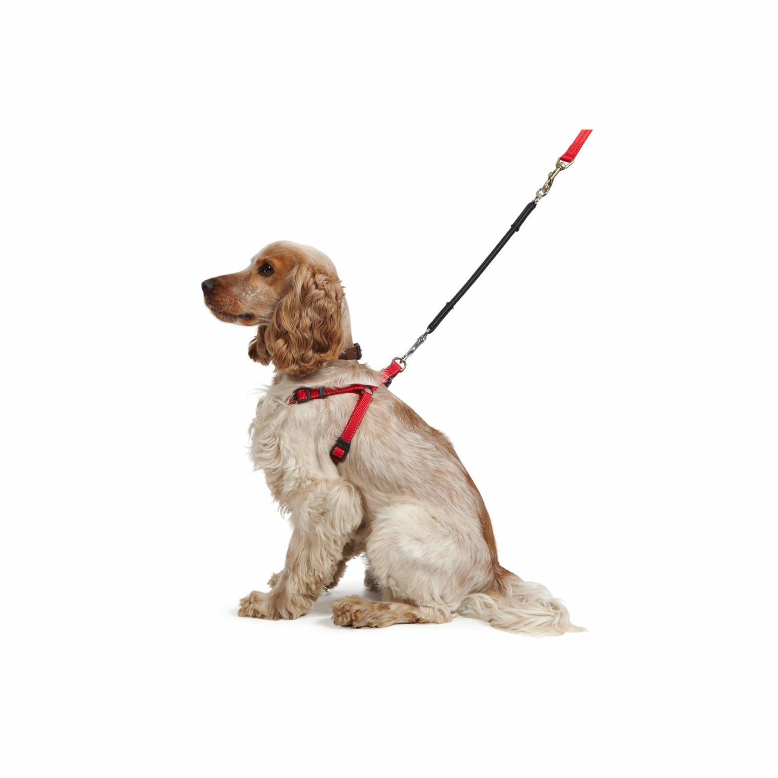 Guinzaglio Bungee In Accessori E Giochi Cani E Gatti - Foto 9