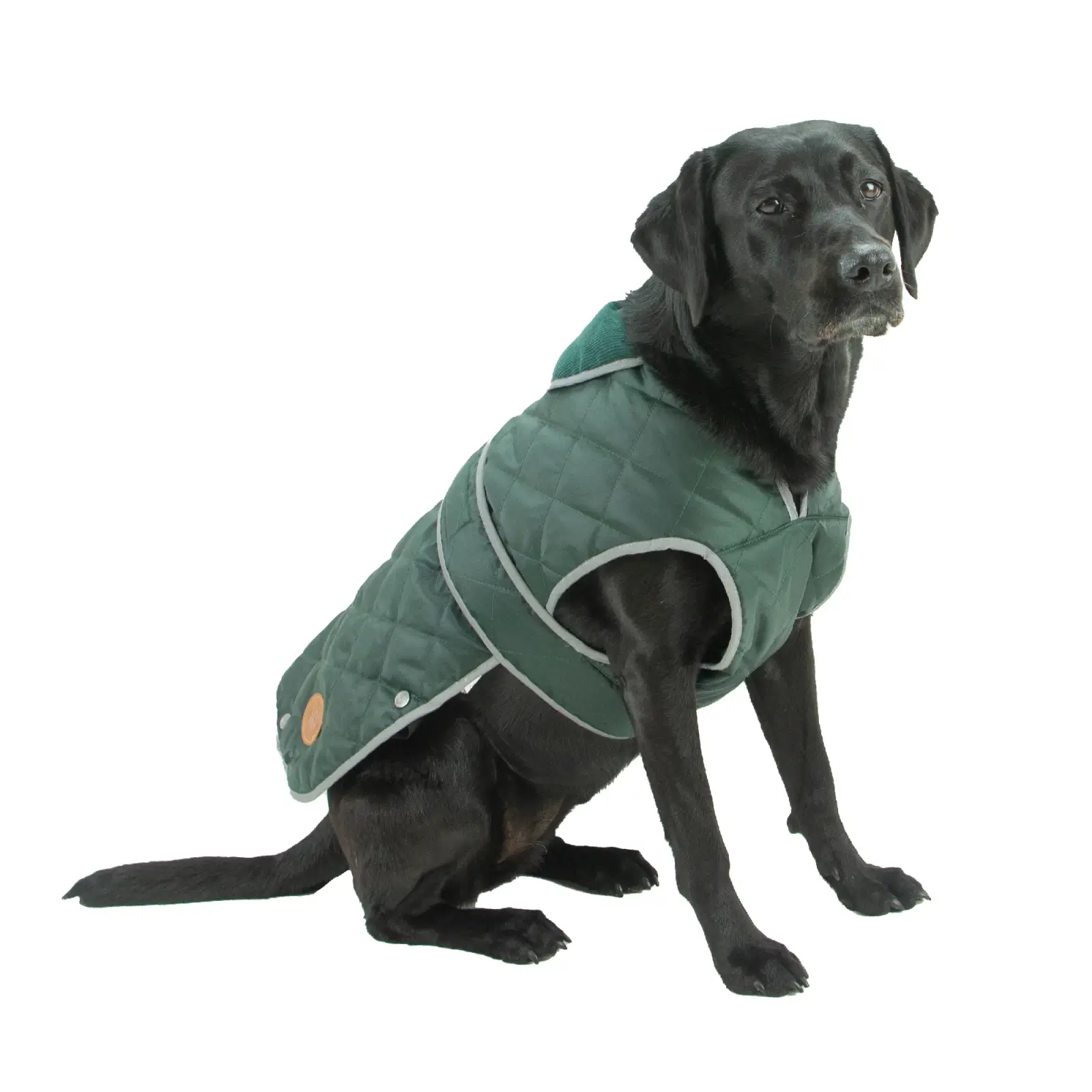 quilted dog coat