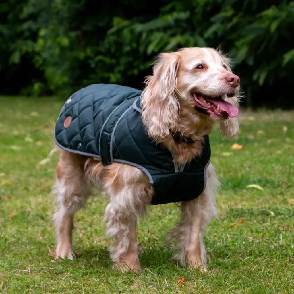 quilted dog coat