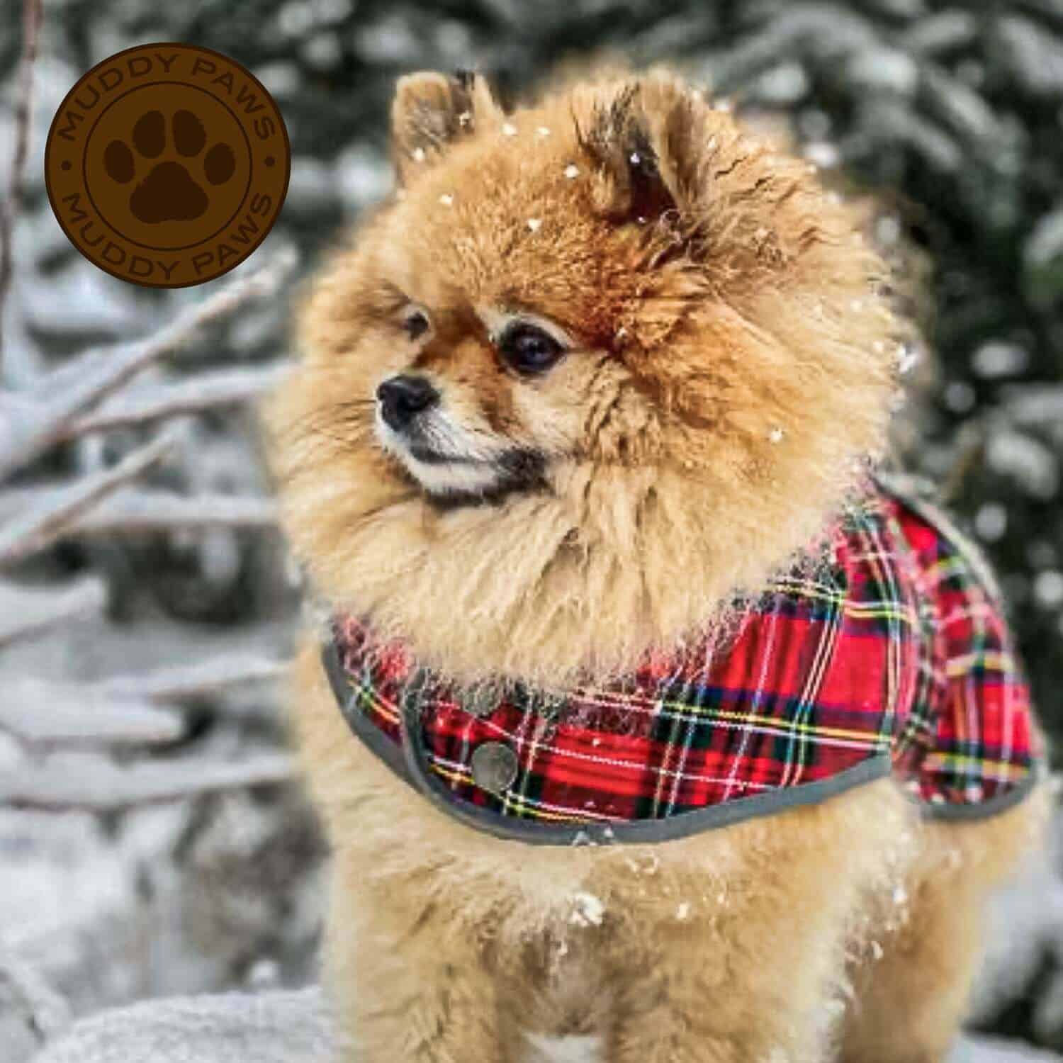 dog warm coat