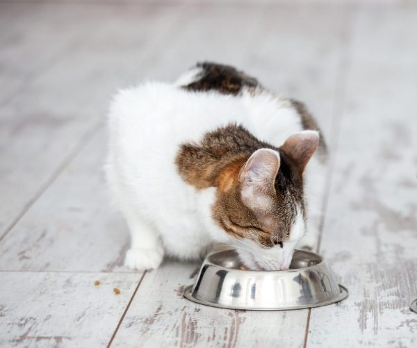 The Best Cat Food For Kittens Pet Shop Direct