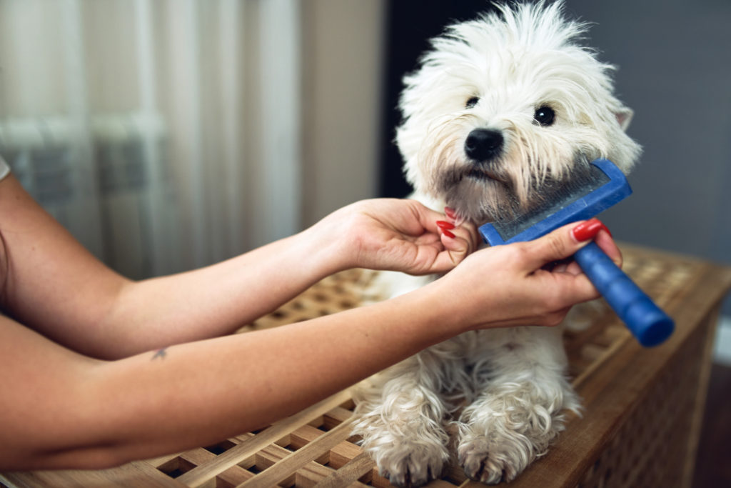 dog grooming tools