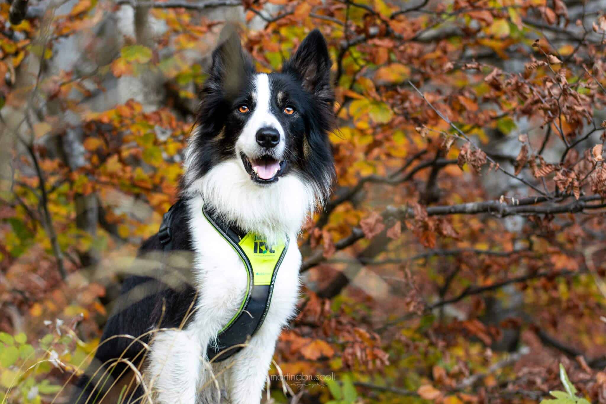 Julius k9 harness shop for border collie