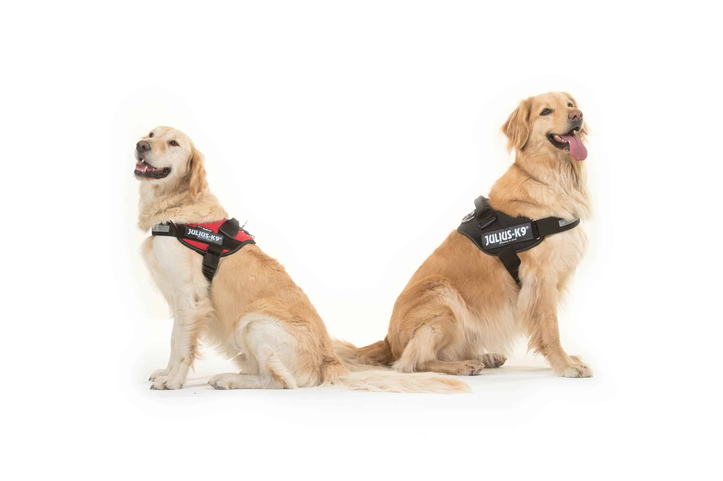 Julius-K9 IDC Dog Power Harness  6 Top Reasons for Using a Harness