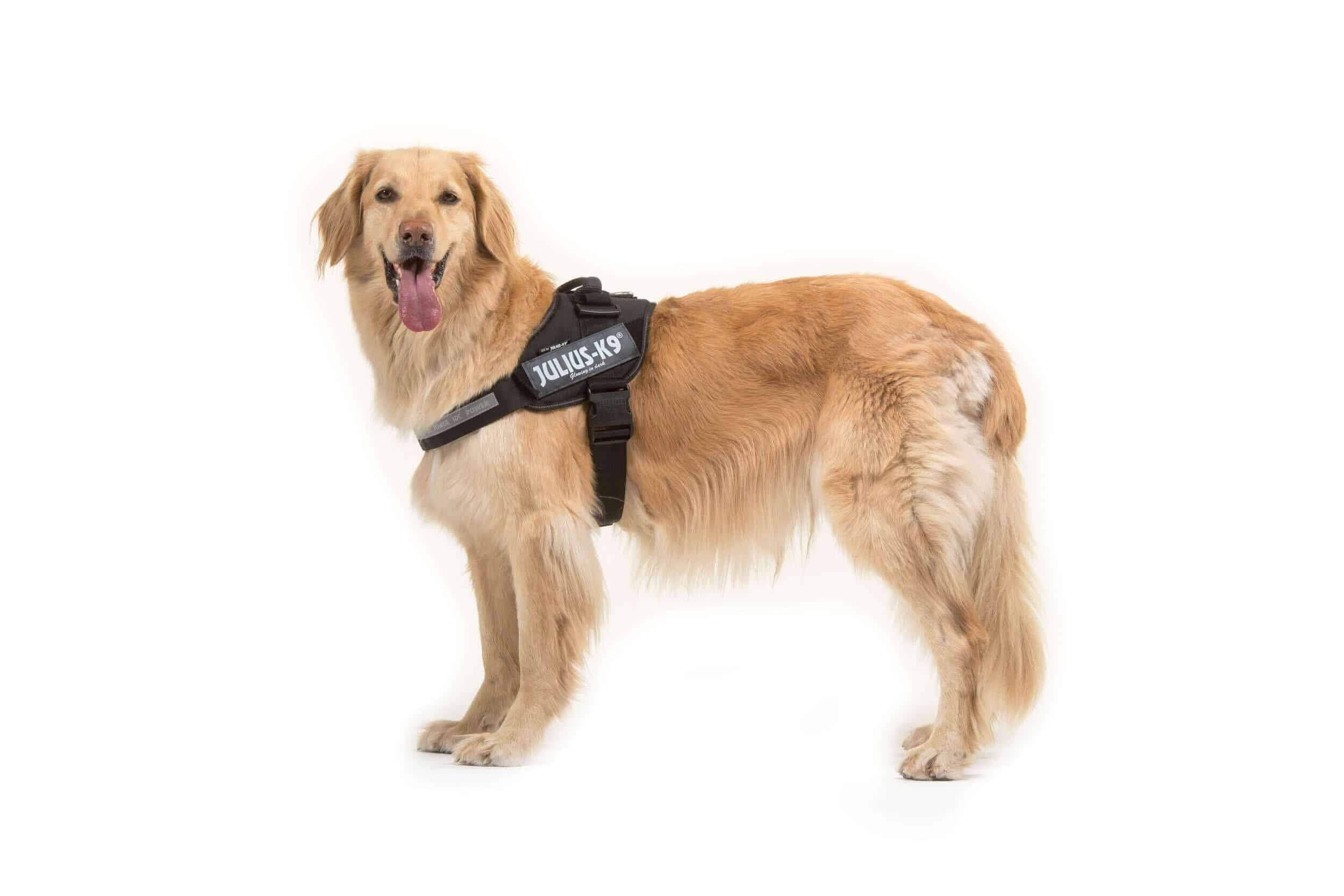 Julius K9 IDC Dog Powerharness Products Petshop Direct
