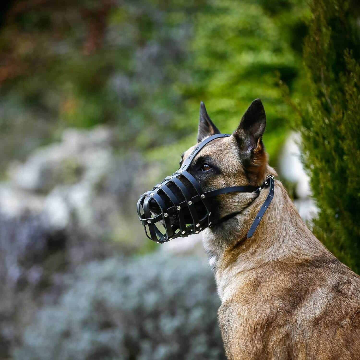 Rubber Belgian Malinois Bite Ball with Strong String for Small Dogs :  Belgian Malinois Breed: Dog Harness, Belgian Malinois dog muzzle, Belgian  Malinois dog collar, Dog leash