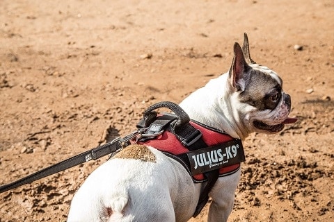 K9 no sale pull dog harness