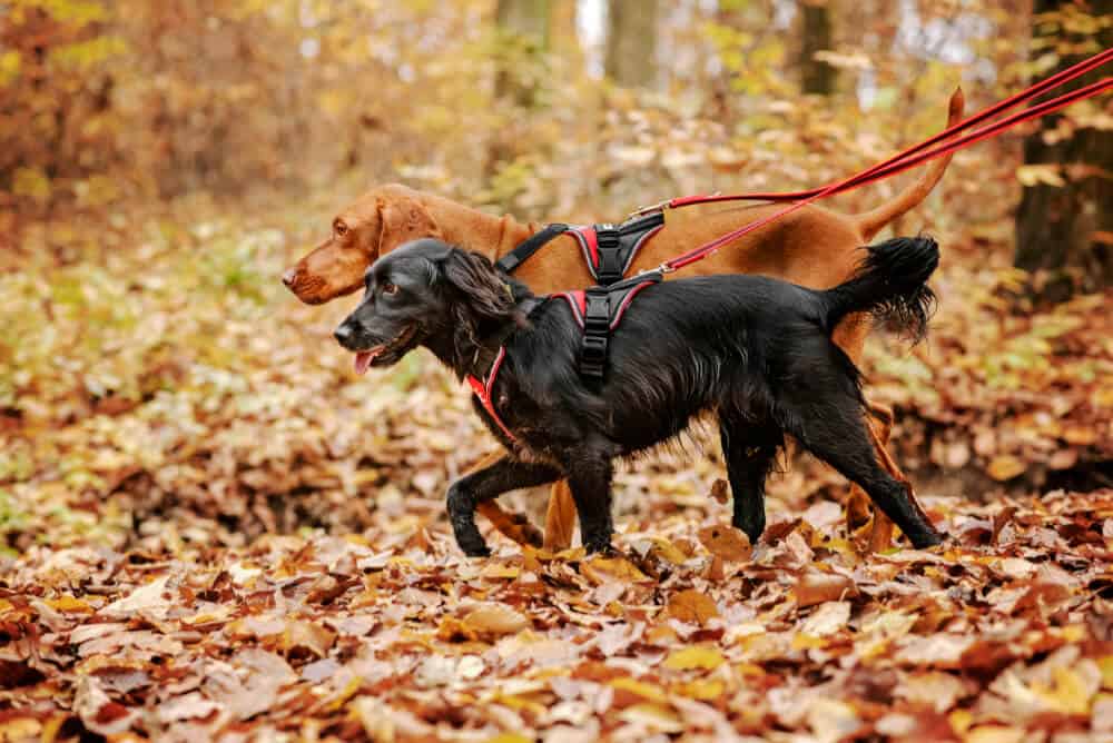 Long shop dog harness