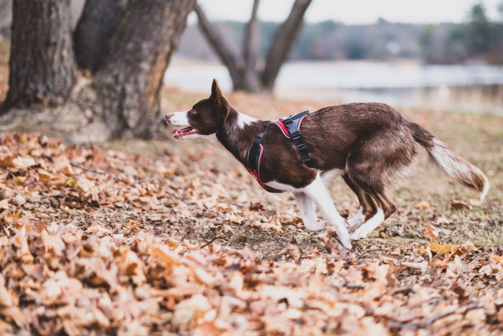 Julius K( long walk harness