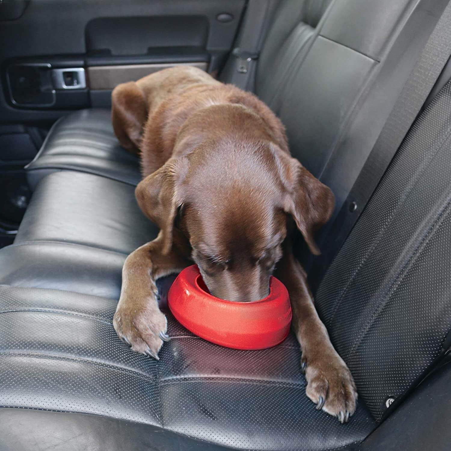 non spill dog drinking bowl