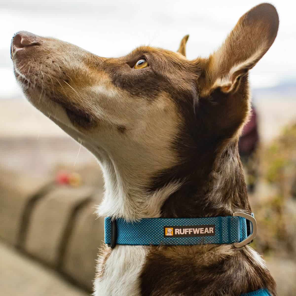 Hi & Light™ Lightweight Dog Collar