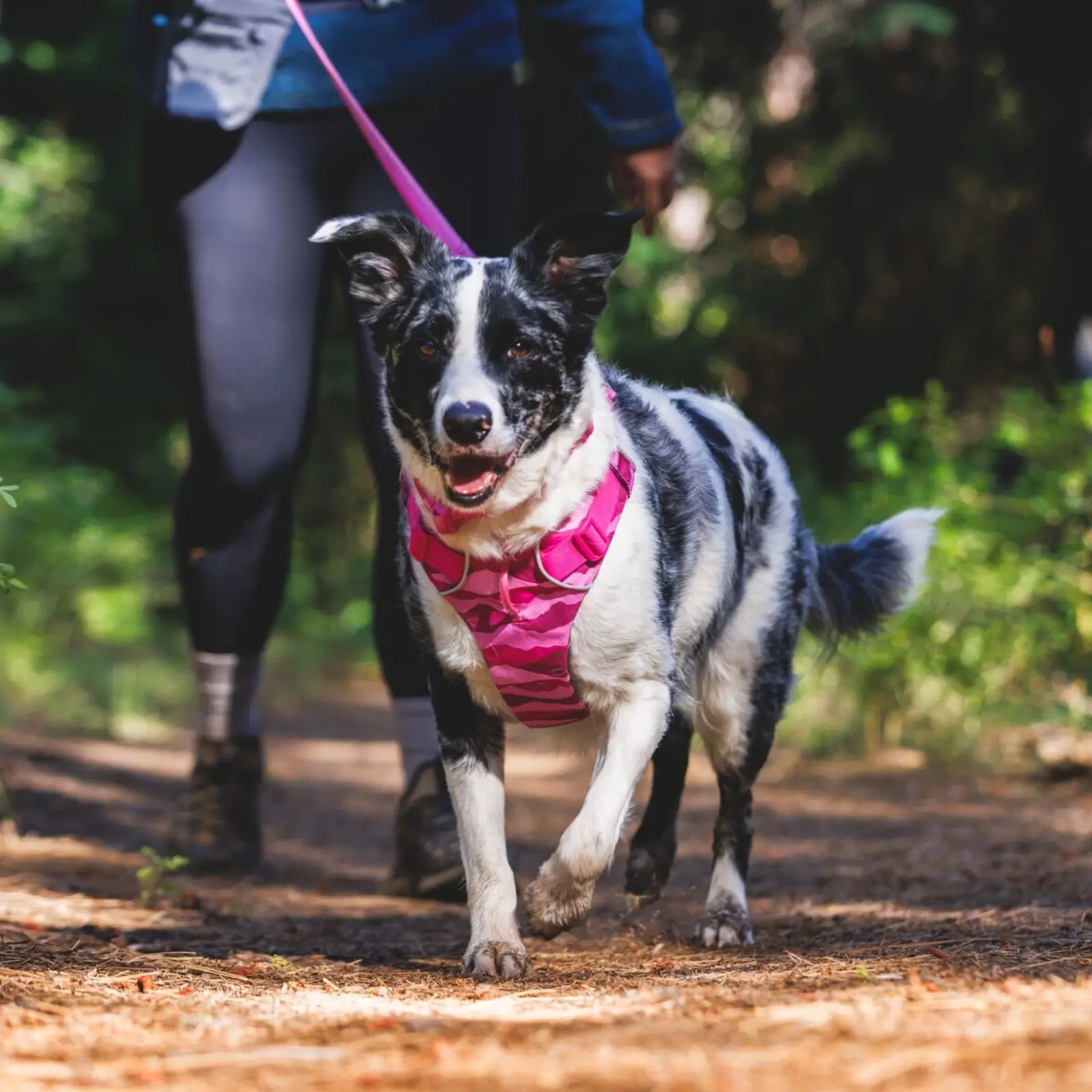 Ruffwear-Front-Range-Chest-Harness_Pink-Mountains_Lifestyle_RW-8 ruffwear front range