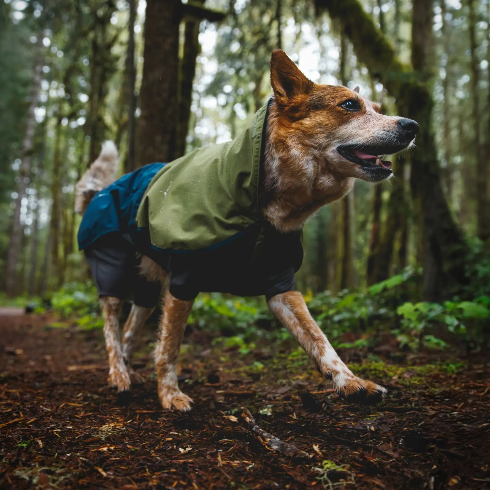 Ruffwear-Sunshower-Jacket-Coverall_Midnight-Blue_Mackenzie-River-5