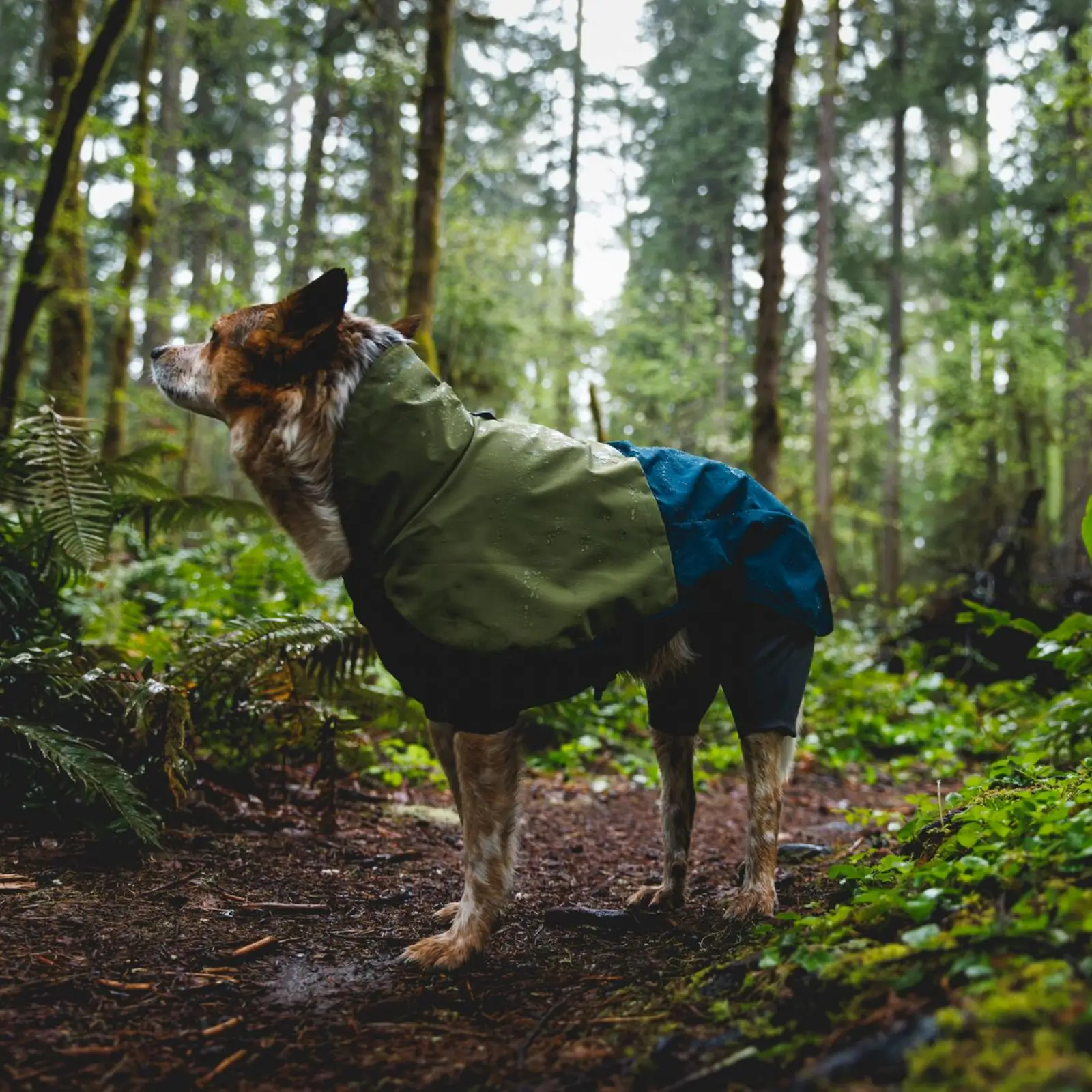 Ruffwear-Sunshower-Jacket-Coverall_Midnight-Blue_Mackenzie-River