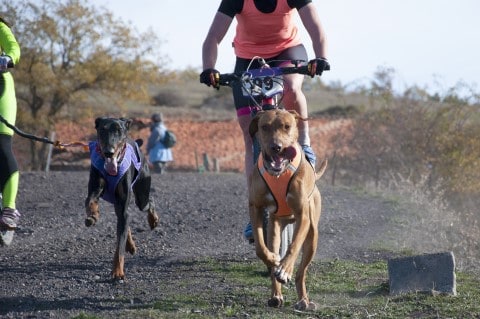 Ruffwear Webmaster Harness UK A Brief Introduction to Bikejoring