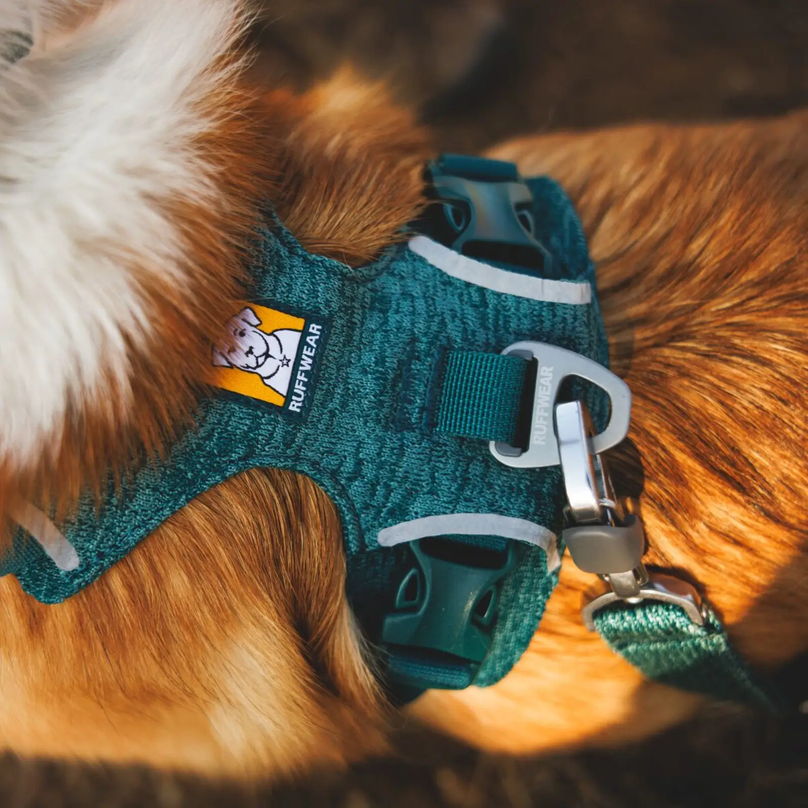 Web JPG-3072_Front-Range-Flex-Harness_Deep-Teal_Lifestyle_RW-10 Front Range Flex Leash